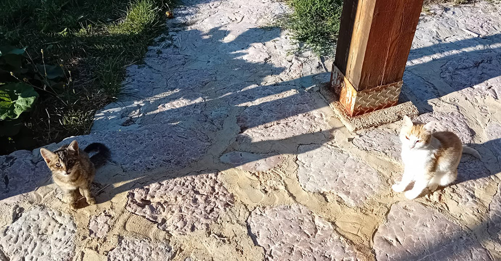 Vikenddjevojke4